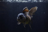 Thai Oranda  Black 5 Inch (ID#1210To6b-107)