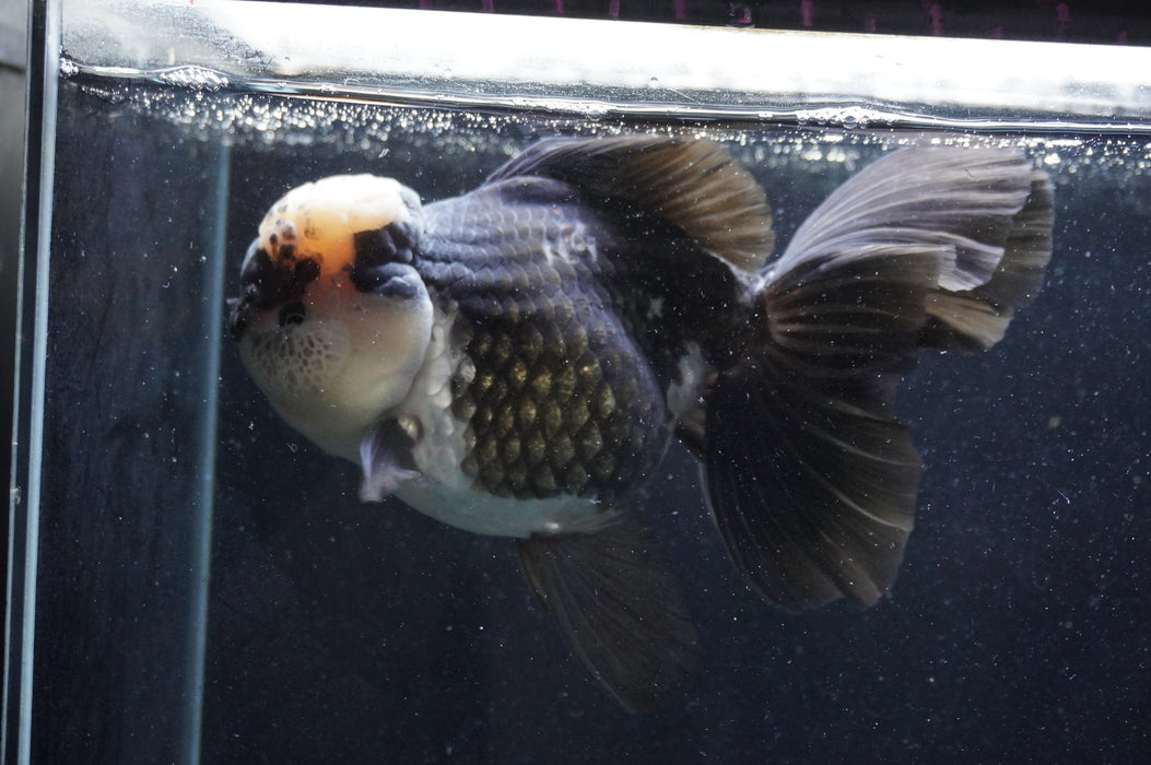 Giant Thai Oranda  Panda 7.5 Inch (ID#411T5a-128)