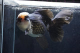 Giant Thai Oranda  Panda 7.5 Inch (ID#411T5a-128)