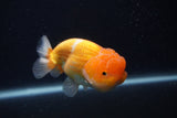 Juvenile Lionchu  Red White 4 Inch (ID#0107R11a-12) Free2Day SHIPPING