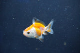 Baby Thai Oranda  Red White 2 Inch (ID#1018ToPTD-12) Free2Day SHIPPING