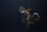 Thai Oranda  Black 5 Inch (ID#1210To6b-107)