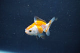 Baby Thai Oranda  Red White 2 Inch (ID#1018ToPTD-12) Free2Day SHIPPING