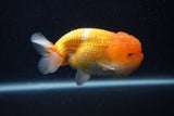 Juvenile Lionchu  Red White 4 Inch (ID#0107R11a-12) Free2Day SHIPPING