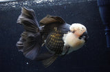 Giant Thai Oranda  Panda 7.5 Inch (ID#411T5a-128)
