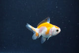 Baby Thai Oranda  Red White 2 Inch (ID#1018ToPTD-12) Free2Day SHIPPING