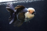 Giant Thai Oranda  Panda 7.5 Inch (ID#411T5a-128)