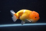 Juvenile Lionchu  Red White 4 Inch (ID#0107R11a-12) Free2Day SHIPPING