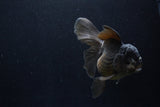 Thai Oranda  Black 5 Inch (ID#1210To6b-107)