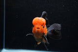Thai Oranda  Red Black 5 Inch (ID#307To6c-120)