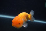 Juvenile Lionchu  Red White 4 Inch (ID#0107R11a-12) Free2Day SHIPPING