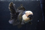 Giant Thai Oranda  Panda 7.5 Inch (ID#411T5a-128)