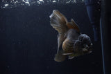 Thai Oranda  Black 5 Inch (ID#1210To6b-107)