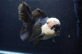 Giant Thai Oranda  Panda 7.5 Inch (ID#411T5a-128)