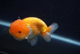 Juvenile Lionchu  Red White 4 Inch (ID#0107R11a-12) Free2Day SHIPPING