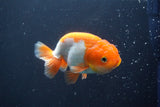 Juvenile Lionchu  Red White 3.5 Inch (ID#906R11b-77) Free2Day SHIPPING