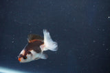 Baby Thai Oranda  Tricolor 2.5 Inch (ID#1018ToPTD-13) Free2Day SHIPPING