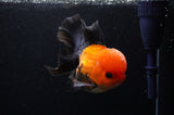 Thai Oranda  Red Black 5 Inch (ID#307To6c-120)