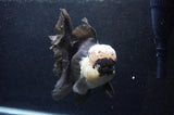 Giant Thai Oranda  Panda 7.5 Inch (ID#411T5a-128)
