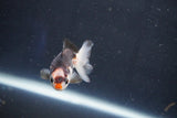 Baby Thai Oranda  Tricolor 2.5 Inch (ID#1018ToPTD-13) Free2Day SHIPPING