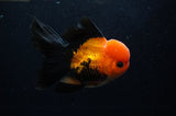Thai Oranda  Red Black 5 Inch (ID#307To6c-120)