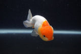 Juvenile Lionchu  Red White 3.5 Inch (ID#0107R11a-13) Free2Day SHIPPING