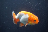 Juvenile Lionchu  Red White 3.5 Inch (ID#906R11b-77) Free2Day SHIPPING