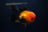 Thai Oranda  Red Black 5 Inch (ID#307To6c-120)