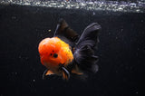 Thai Oranda  Red Black 5 Inch (ID#307To6c-120)
