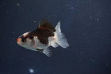 Baby Thai Oranda  Tricolor 2.5 Inch (ID#1018ToPTD-13) Free2Day SHIPPING