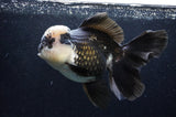 Giant Thai Oranda  Panda 7.5 Inch (ID#411T5a-128)
