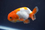 Juvenile Lionchu  Red White 3.5 Inch (ID#906R11b-77) Free2Day SHIPPING