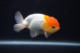 Juvenile Lionchu  Red White 3.5 Inch (ID#0107R11a-13) Free2Day SHIPPING