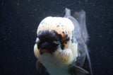 Giant Thai Oranda  Panda 7.5 Inch (ID#411T5a-128)