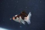 Baby Thai Oranda  Tricolor 2.5 Inch (ID#1018ToPTD-13) Free2Day SHIPPING