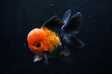 Thai Oranda  Red Black 5 Inch (ID#307To6c-120)