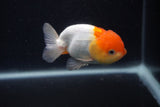 Juvenile Lionchu  Red White 3.5 Inch (ID#0107R11a-13) Free2Day SHIPPING