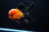 Thai Oranda  Red Black 5 Inch (ID#307To6c-120)