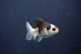 Baby Thai Oranda  Tricolor 2.5 Inch (ID#1018ToPTD-13) Free2Day SHIPPING