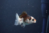 Baby Thai Oranda  Tricolor 2.5 Inch (ID#1018ToPTD-13) Free2Day SHIPPING