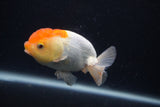 Juvenile Lionchu  Red White 3.5 Inch (ID#0107R11a-13) Free2Day SHIPPING