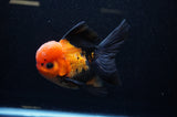 Thai Oranda  Red Black 5 Inch (ID#307To6c-120)