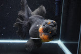 Giant Thai Oranda  Red Black 7 Inch (ID#415T5a-122)