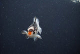 Baby Thai Oranda  Tricolor 2.5 Inch (ID#1018ToPTD-13) Free2Day SHIPPING