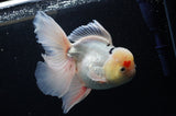 Jumbo Thai Oranda Tricolor 6.5 Inch (ID#307To5b-121)