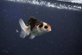 Baby Thai Oranda  Tricolor 2.5 Inch (ID#1018ToPTD-13) Free2Day SHIPPING