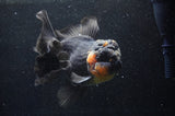 Giant Thai Oranda  Red Black 7 Inch (ID#415T5a-122)