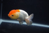 Juvenile Lionchu  Red White 3.5 Inch (ID#0107R11a-13) Free2Day SHIPPING