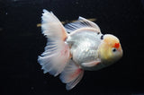 Jumbo Thai Oranda Tricolor 6.5 Inch (ID#307To5b-121)
