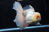 Jumbo Thai Oranda Tricolor 6.5 Inch (ID#307To5b-121)